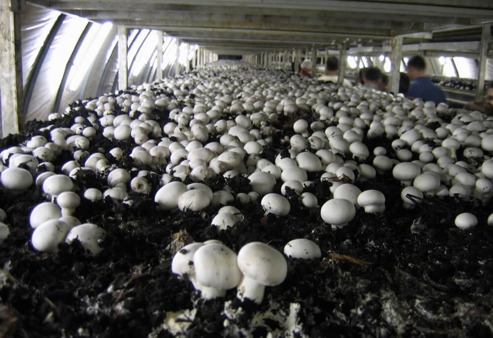 mushroom greenhouse